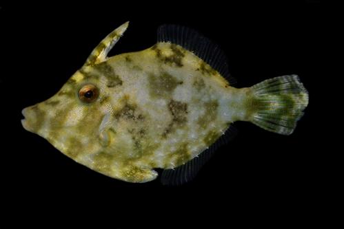 picture of Assorted Filefish Bali Med                                                                           Paramonacanthus spp.