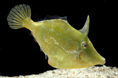 picture of Green Filefish Atlantic Sml                                                                          Cantherhines macrocerus 