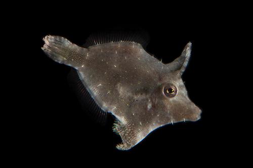 picture of Aiptasia Eating Filefish Tank Raised Sml                                                             Acreichthys tomenthosus