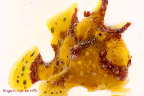 picture of Colored Wartskin Frogfish Med                                                                        Antennarius maculatus