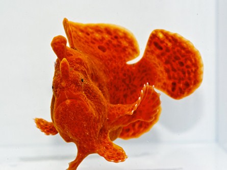 picture of Red Frogfish Lrg                                                                                     Antennarius biocellatus