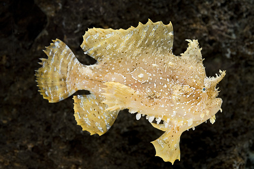 picture of Sargassum Frogfish Med                                                                               Histrio histrio histrio