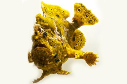 picture of Assorted Ordinary Frogfish Sml                                                                       Antennarius spp.