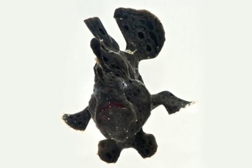 picture of Black Frogfish Atlantic Med                                                                          Antennarius striatus