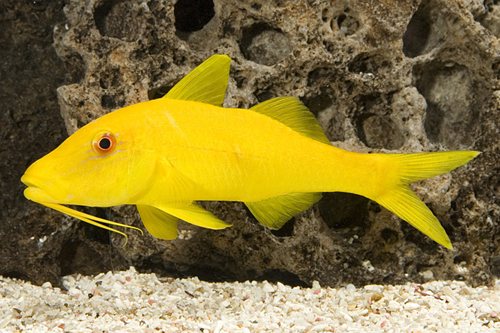picture of Yellow Goatfish Sml                                                                                  Parupeneus cyclostomus