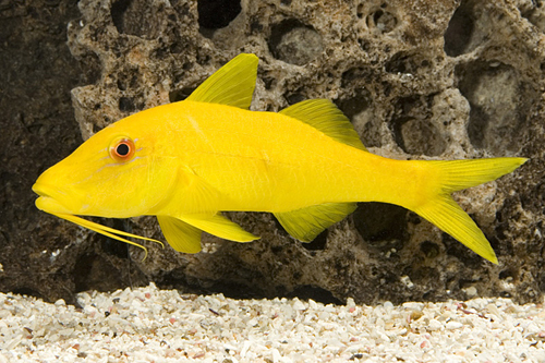 picture of Yellow Goatfish Med                                                                                  Parupeneus cyclostomus