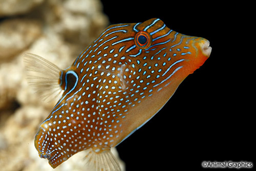 picture of Bennett's Puffer Sml                                                                                 Canthigaster bennetti