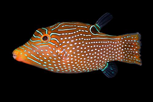 picture of Blue Spot Puffer Sml                                                                                 Canthigaster solandri