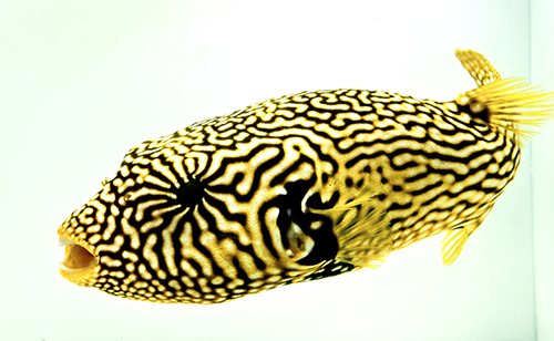 picture of Mappa Puffer Xlg                                                                                     Arothron mappa