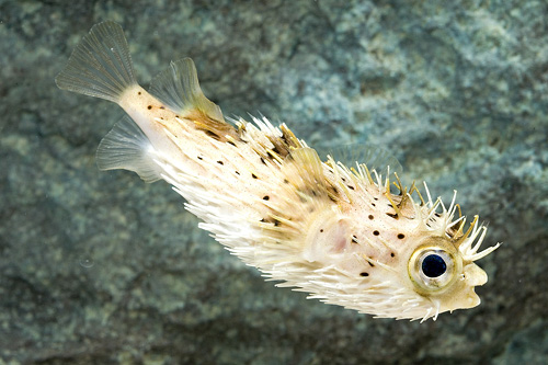 picture of Porcupine Puffer Med                                                                                 Diodon holocanthus