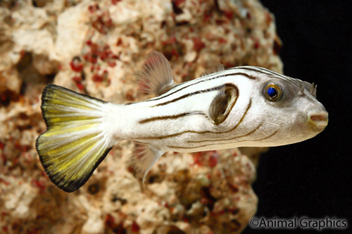 picture of Striped Dogface Puffer Med                                                                           Arothron manilensis