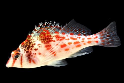 picture of Red Spotted Hawkfish Sml                                                                             Cirrhitichthys aprinus