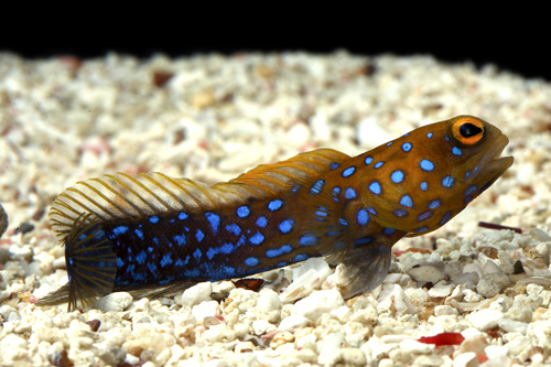 picture of Blue Spot Jawfish Sml                                                                                Opistognathus rosenblatti