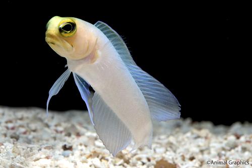 picture of Pearly Jawfish Med                                                                                   Opistognathus aurifrons