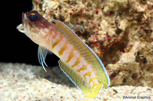 picture of Yellow Lined Jawfish Sml                                                                             Opistognathus sp.