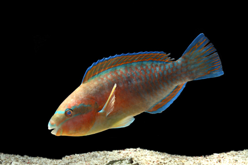 picture of Princess Parrotfish Med                                                                              Scarus taeniopterus