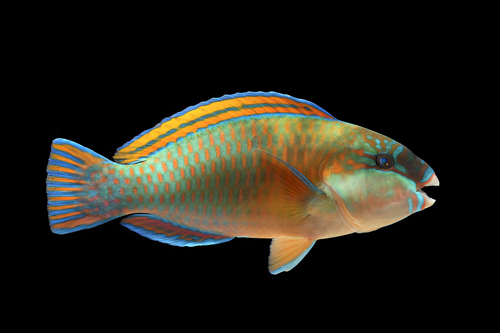 picture of Stoplight Parrotfish Med                                                                             Sparisoma viride