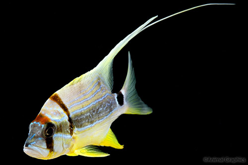 picture of Blue & Gold Highfin Snapper Lrg                                                                      Symphorichthys spilurus