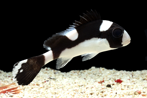 picture of Dogface Sweetlips Sml                                                                                Plectorhinchus picus