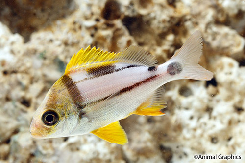 picture of Pork Fish Sml                                                                                        Anisotremus virginicus