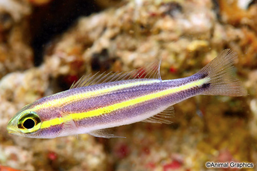 picture of Purple Reef Fish Med                                                                                 Pentapodus nemurus