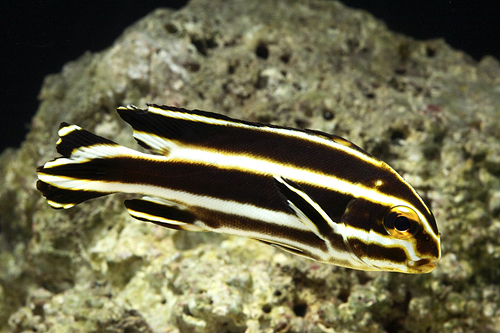 picture of Yellow Line Sweetlips Med                                                                            Plectorhinchus lineatus