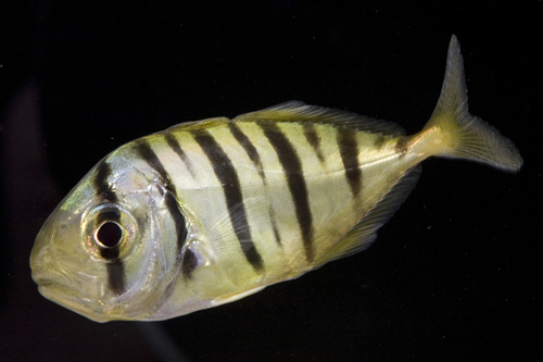 picture of Golden Trevally Pilotfish Tank Raised Sml                                                            Gnathanodon speciosus