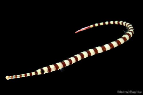 picture of Banded Pipefish Med                                                                                  Doryrhamphus dactyliophorus