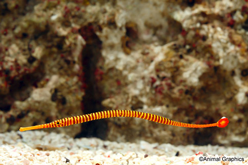 picture of Janss' Pipefish Sml                                                                                  Doryrhamphus janssi