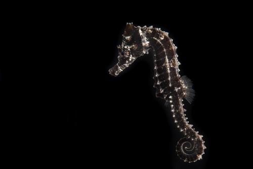 picture of Lined Seahorse Tank Raised Sml                                                                       Hippocampus erectus
