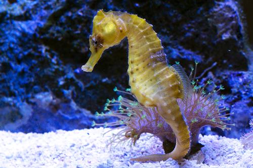 picture of Yellow Erectus X Reidi Hybrid Seahorse T.R. Med                                                      Hippocampus reidi x erectus