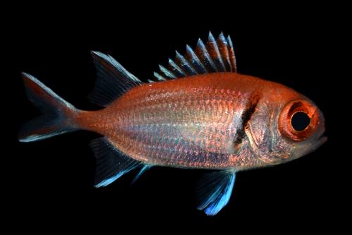 picture of Black Bar Soldierfish Sml                                                                            Myripristis jacobus