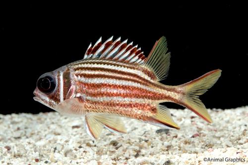 picture of Crown Squirrelfish Med                                                                               Sargocentron diadema