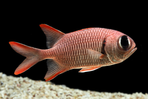 picture of Big Eye Soldierfish Lrg                                                                              Myripristis vittata