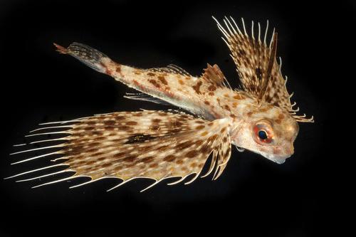 picture of Flying Gurnard Sml                                                                                   Dactyl orientalis