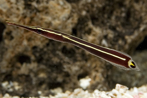 picture of Clingfish Sml                                                                                        Gobiesocid sp.