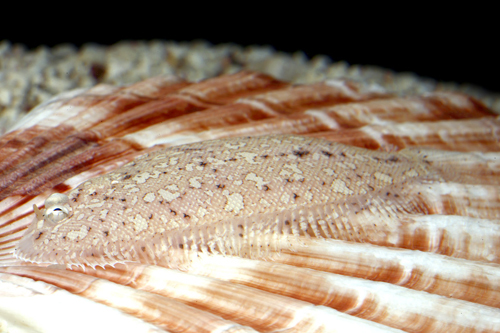 picture of Pacific Flounder Tny                                                                                 Bothus mancus