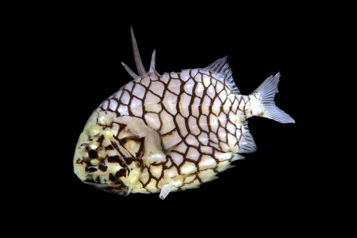 picture of Pinecone Fish Sml                                                                                    Cleidopus gloriamaris