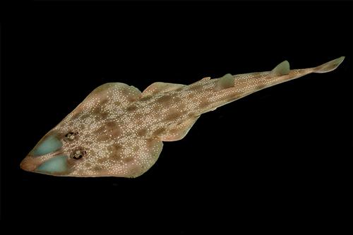 picture of Guitarfish Lrg                                                                                       Rhinobatus lentiginosus