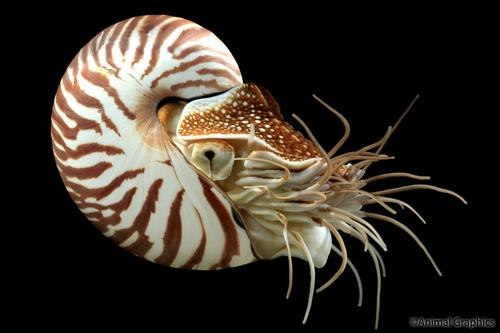 picture of Chambered Nautilus Med                                                                               Nautilas pompilius
