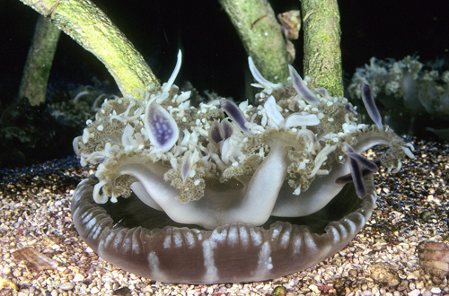 picture of Upside Down Jellyfish Lrg                                                                            Cassiopeia xamachana