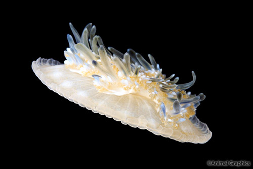 picture of Upside Down Jellyfish Tank Raised Sml                                                                Cassiopeia xamachana