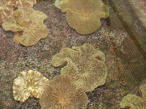 picture of Brown Carpet Anemone Lrg                                                                             Stichodactyla spp.