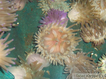 picture of Haitian Pink Tip Anemone Sml                                                                         Condylactis passiflora