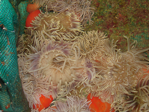 picture of Long Tentacle Anemone Sml                                                                            Macrodactyla doreensis