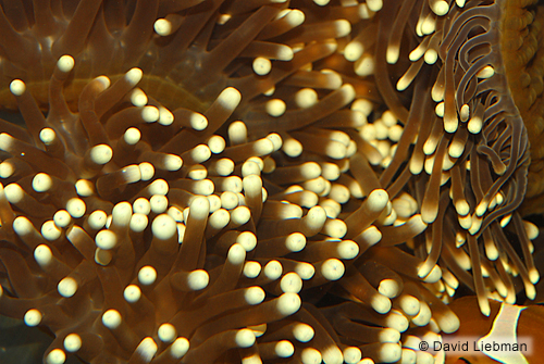 picture of Ritteri Anemone Xlg                                                                                  Radianthus ritteri
