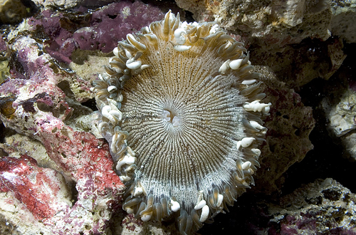 picture of Rock Flower Anemone Sml                                                                              Epicystis crucifer