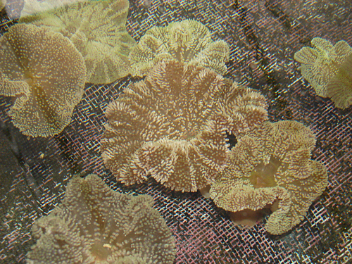 picture of Stripe Saddle Carpet Anemone Lrg                                                                     Stoichactis haddoni