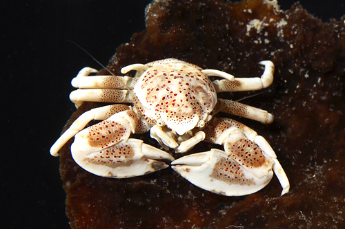 picture of Anemone Crab Med                                                                                     Petrolisthes maculates