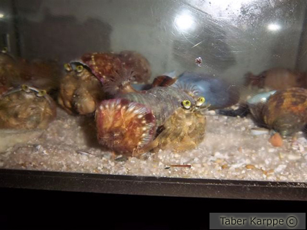 picture of Anemone Hermit Crab Lrg                                                                              Dardanus pedunculatus